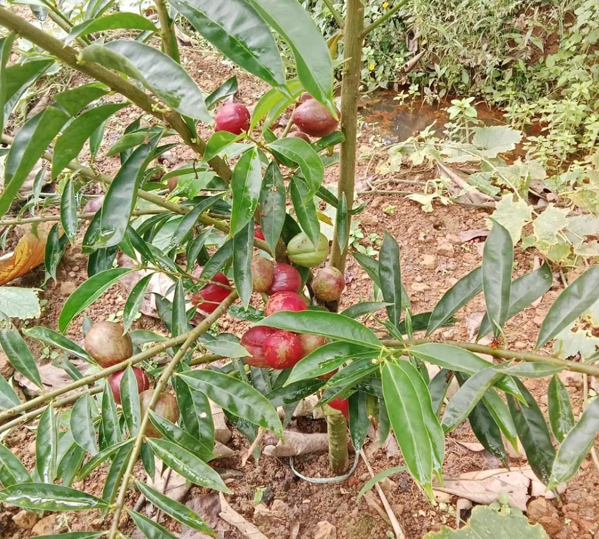 Eevas Farm Stay Kochi 0*,