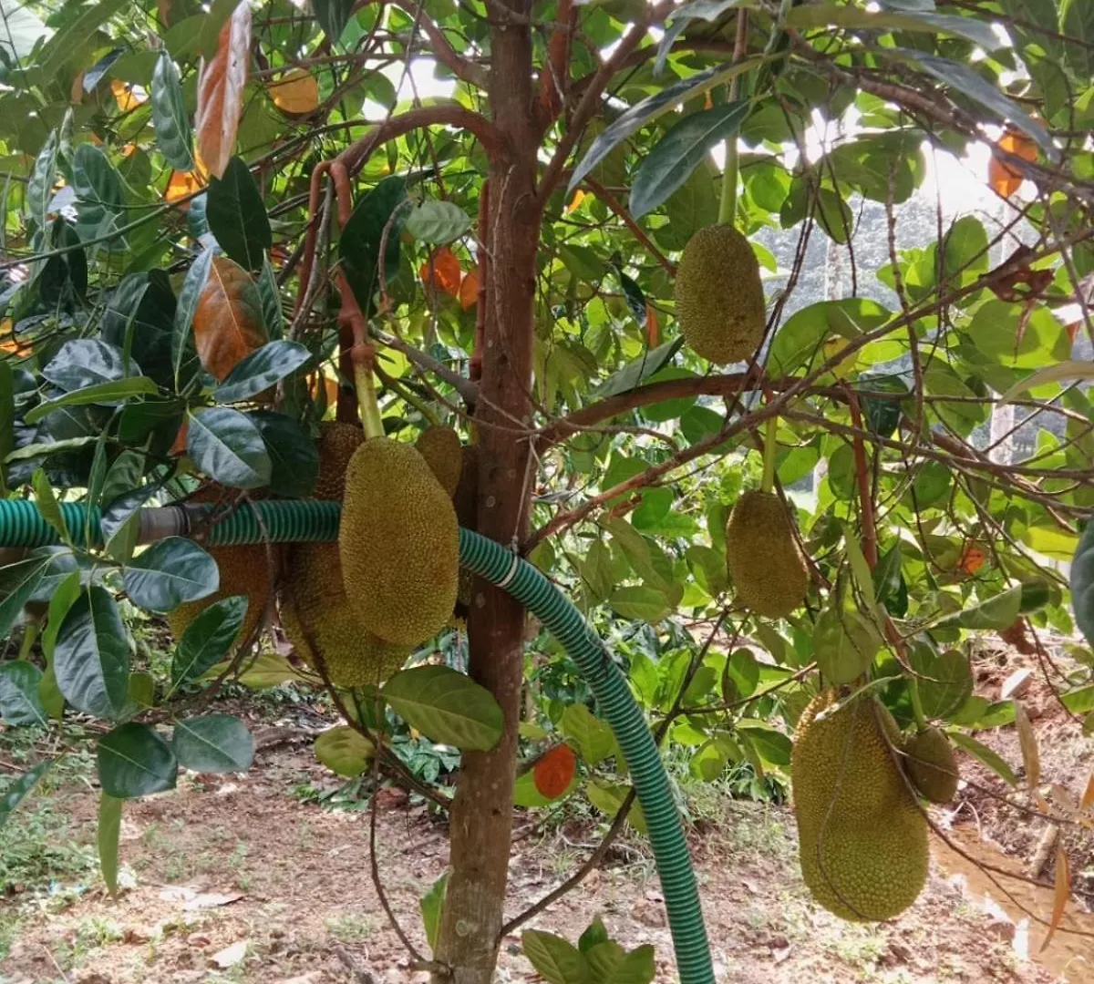 Kochi Eevas Farm Stay